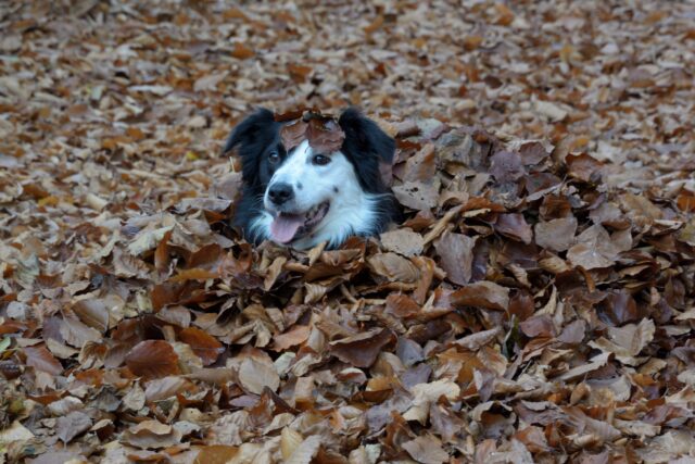 6 foto di cani che ambiscono a diventare “maestri del mimetismo”