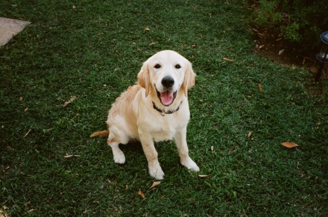 6 esilaranti foto di cani che devi assolutamente vedere