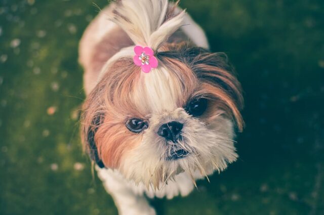 6 foto di cani che è assolutamente vietato lasciarsi scappare