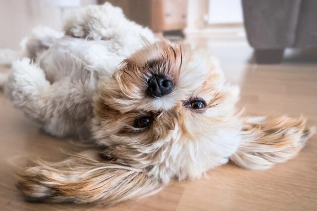 6 foto di cani che si svegliano in modo decisamente “particolare”