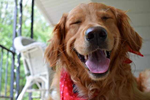 6 foto di cani che ti dimostreranno che il divertimento con loro non ha mai fine