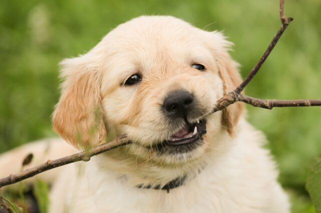 6 foto di cani che ti faranno sorridere solamente guardandoli