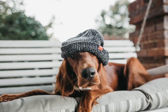 6 foto di cani con delle usanze decisamente bizzarre