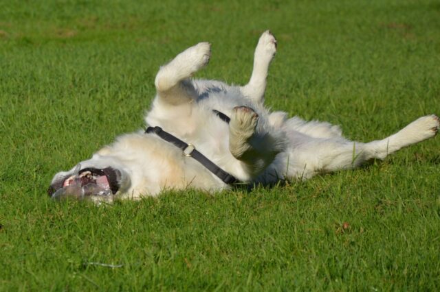 6 foto di cani così buffe che ti faranno divertire solo guardandole