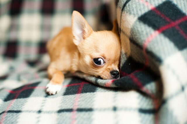 6 foto di cani così minuscoli da sembrare quasi “irreali”