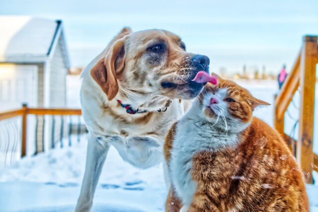 6 dolcissime foto di cani e gatti che hanno posto fine alla loro “guerra”