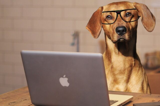 6 foto di cani in “smartworking” tutte quante da gustare