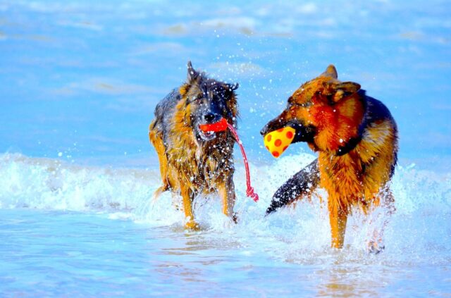 6 foto di cani tra le più divertenti in circolazione sul web