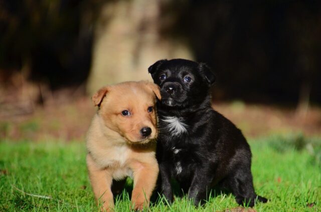 6 tenere foto di cani capaci di stravolgere la tua giornata