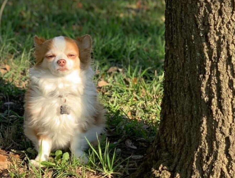 cucciolo di cane vicino albero