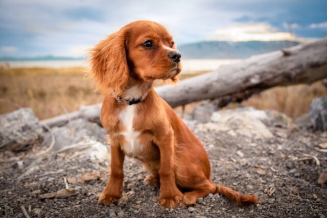 8 foto di cani ai quali hanno spiegato come sedersi, si, ma nel modo più bizzarro