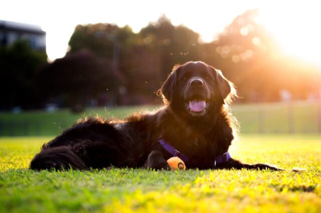 8 foto di cani che assumono dei comportamenti buffi durante la passeggiata quotidiana