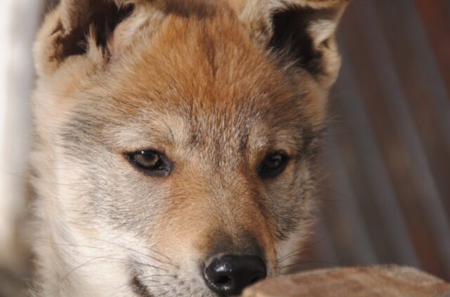 8 foto di cani che con uno sguardo di disapprovazione colpiscono i proprietari