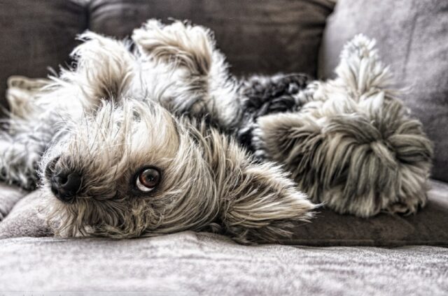 8 foto di cani che dormono in posizioni così strane da sembrare impossibili