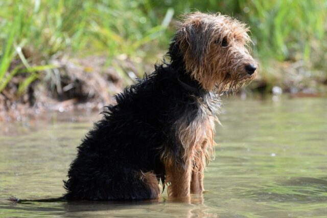 8 foto di cani che escono dalla vasca dopo aver fatto il bagno