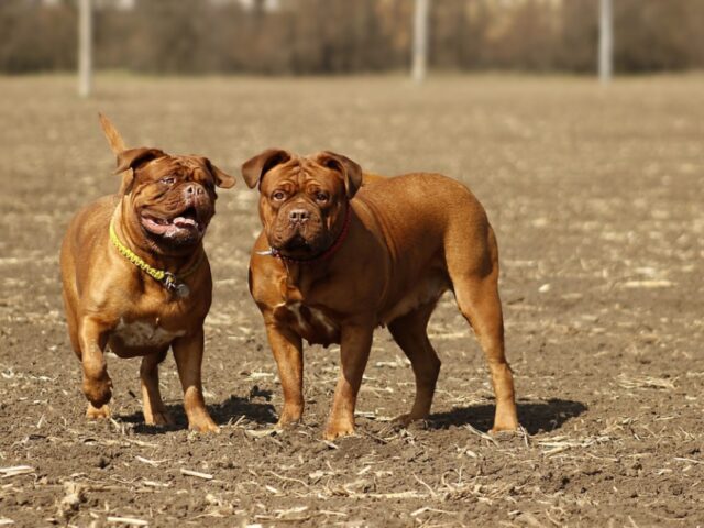 8 foto di cani che hanno dei fratelli ma nati da madri diverse