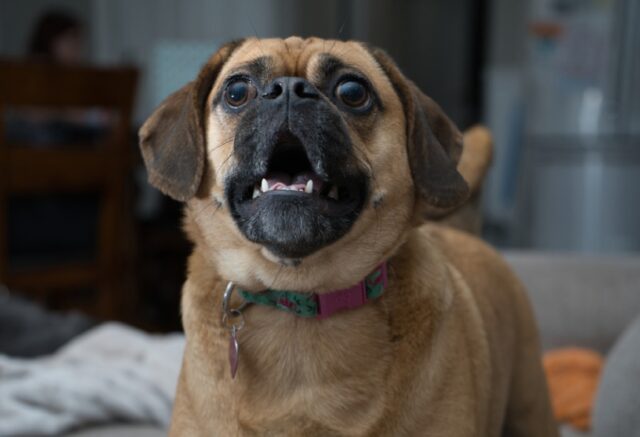 8 foto di cani che hanno fallito il compito che è stato loro affidato