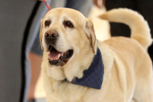 8 foto di cani che hanno più o meno ottenuto un vero lavoro