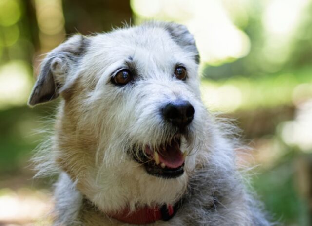 8 foto troppo divertenti di cani che mettono in mostra la propria “dentatura”