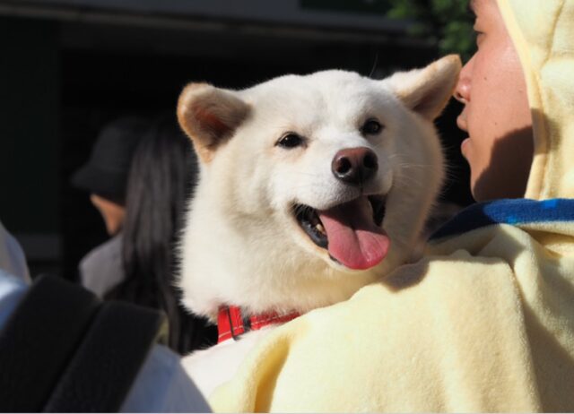 8 foto di cani che non riescono a trattenere l’emozione quando conoscono una nuova persona