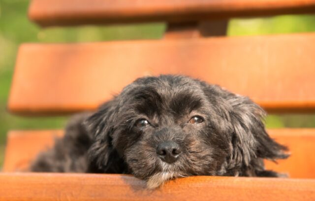 8 foto di cani che provano a nascondersi, alcuni di loro riescono alla grande, altri un po’ meno