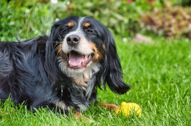 8 foto di cani che rimangono incastrati perché volevano semplicemente salutare