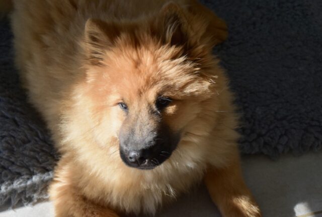 8 foto di cani che sarebbero in grado di schiacciare un pisolino durante un uragano