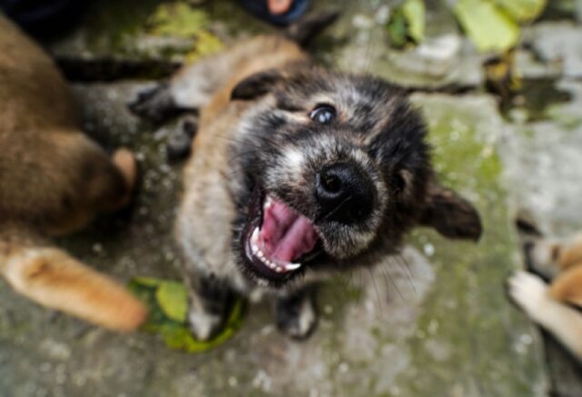 8 foto di cani che sentono il disperato bisogno di salutare chiunque