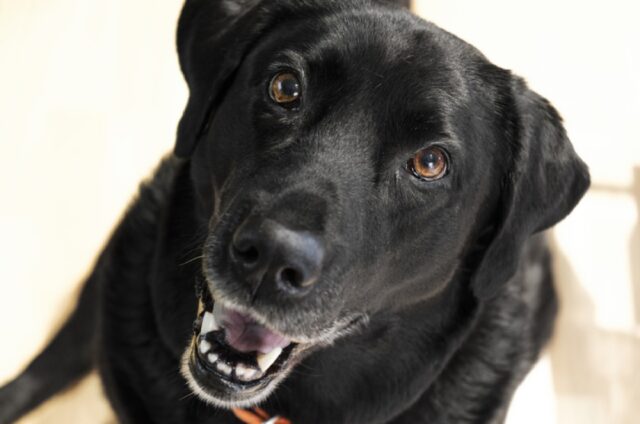 8 foto di cani che sfruttano ogni momento per far sorridere chiunque attorno a loro