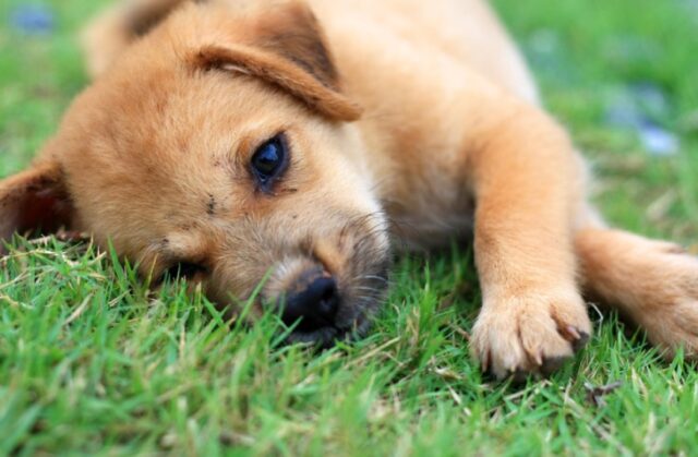 8 foto divertenti di cani che vogliono semplicemente dormire nei posti meno idonei