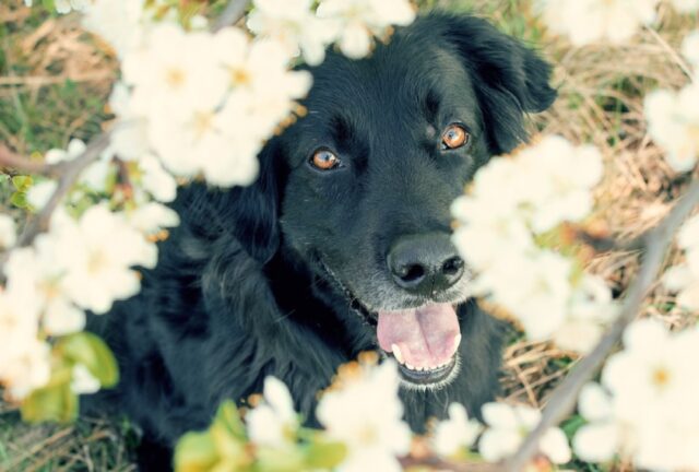 8 foto di cani con una passione sfrenata per il gioco del nascondino