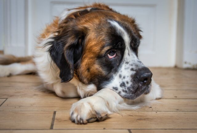 8 foto di cani così stanchi da potersi addormentare in qualunque posto plausibile