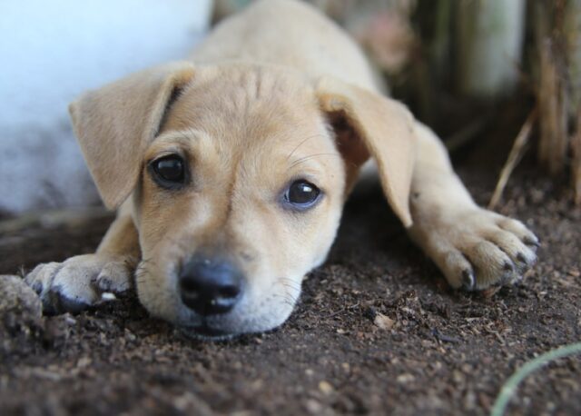 8 foto divertenti di cani che sono tutto tranne che minacciosi