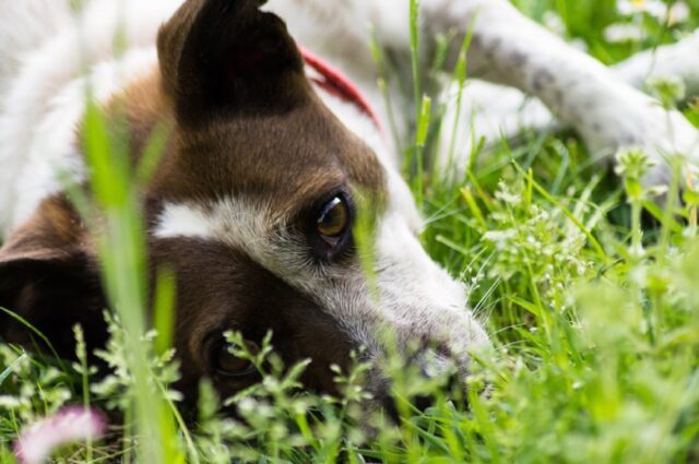 8 foto nelle quali trovare il cane nascosto sarà una vera e propria impresa