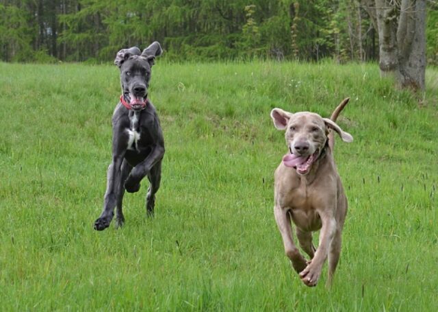 8 foto radiose che ci pongono di fronte a cani davvero spiritosi