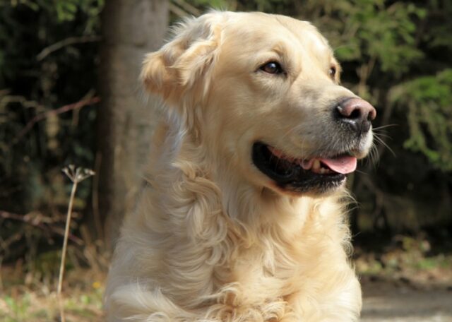 Albarola, smarrito un cane di grossa taglia, per il ritrovamento di Mani si offre ricompensa