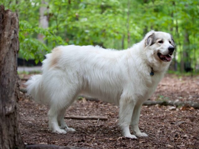 Avegno, cane Pastore Abruzzese smarrito dopo fuochi d’artificio, l’appello dei familiari