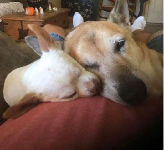 Cuccioli di cane inseparabili da quando furono abbandonati