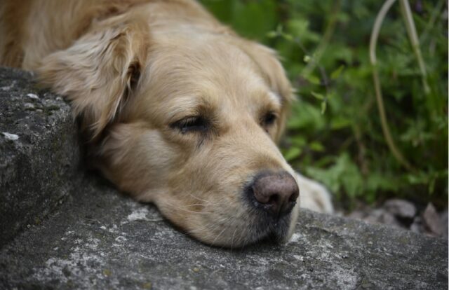 Ca’ Noghera, cane 14enne rapito in pieno giorno, la proprietaria denuncia la scomparsa di Leone