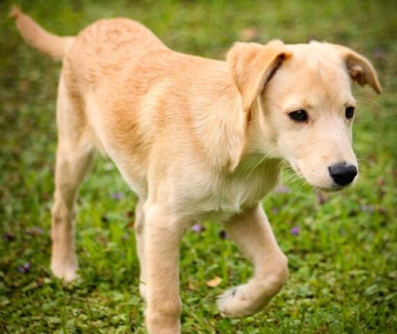 Campobasso, Lillo non si trova più, la gioia del cagnolino manca tantissimo a casa