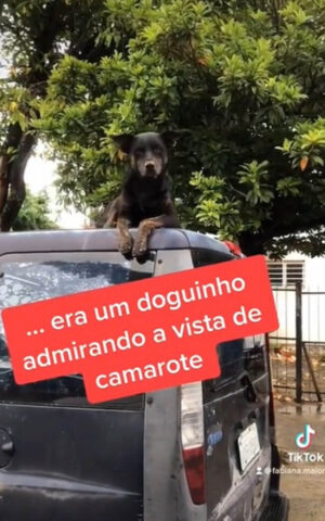 Il cane dorme serenamente sul tetto dell’auto; le immagini catturate dalla strada