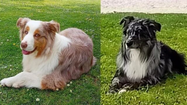 Cuccioli di cane della croce rossa fortunatamente salvi