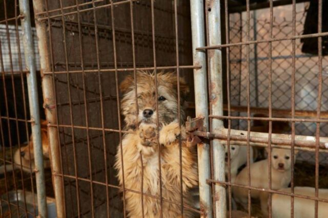 70 cuccioli di cane salvati da un destino orribile: la loro storia