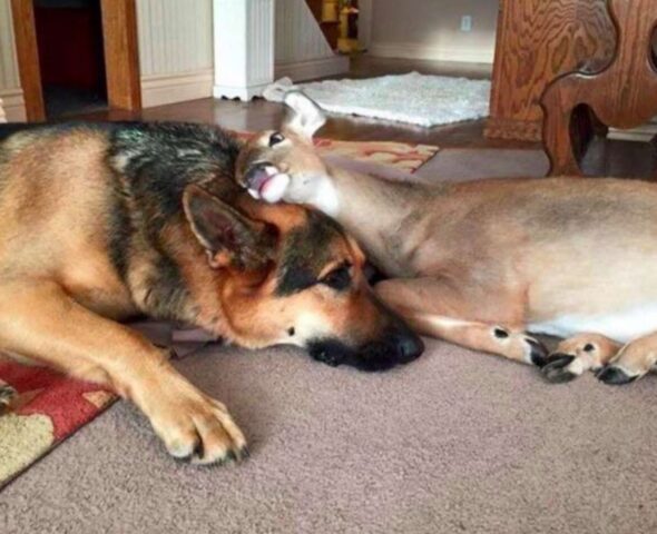 Cucciolo di cane dolcissimo pensa di essere un cuscino