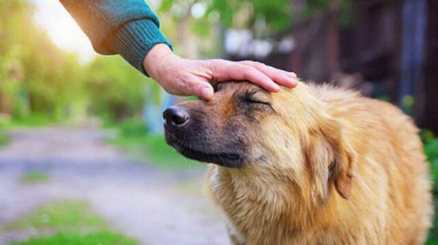 Cani e uomini che condividono il loro pasto: una storia toccante