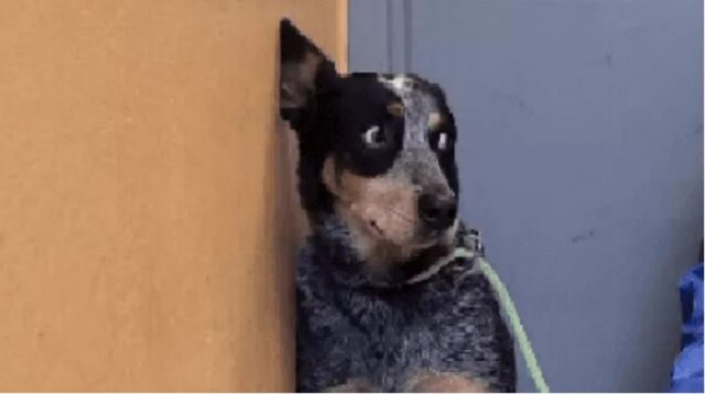 Cucciolo di cane pietrificato dopo l’abbandono in canile