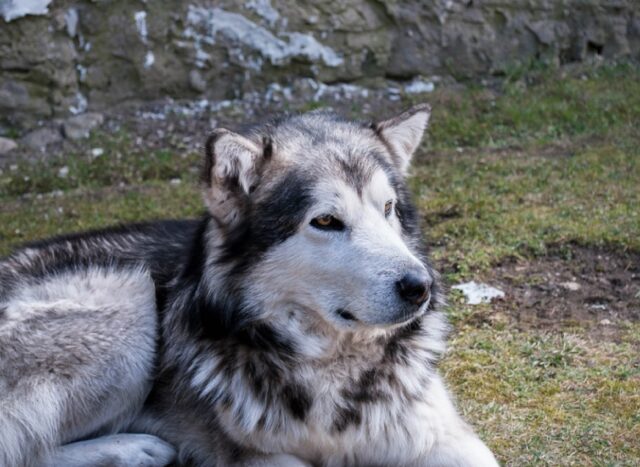 Corigliano Calabro, smarritosi un cane Alaskan Malamute, c’è una ricompensa