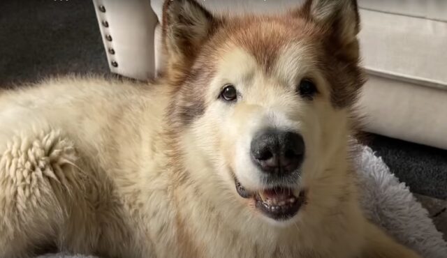 Dei cuccioli di Giant Malamute sono felici di ricevere i loro morbidi regali (VIDEO)