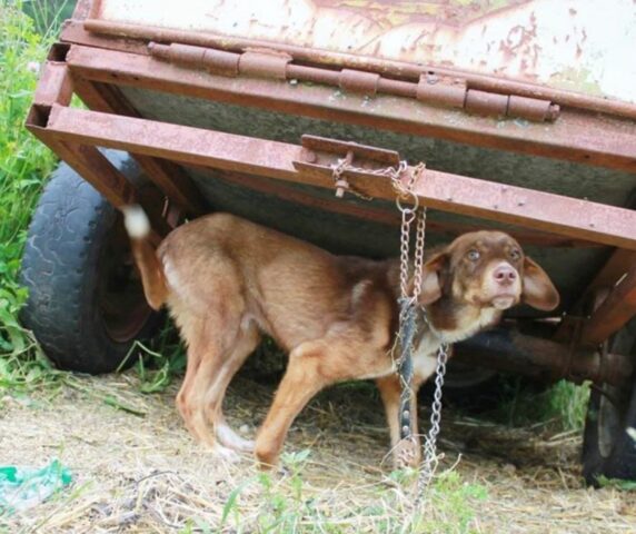 Cucciolo di cane legato alla catena, ora è felice con la sua nuova famiglia