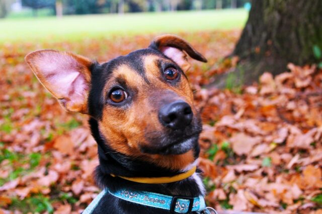 6 foto di cani che si abbinano perfettamente con l’autunno